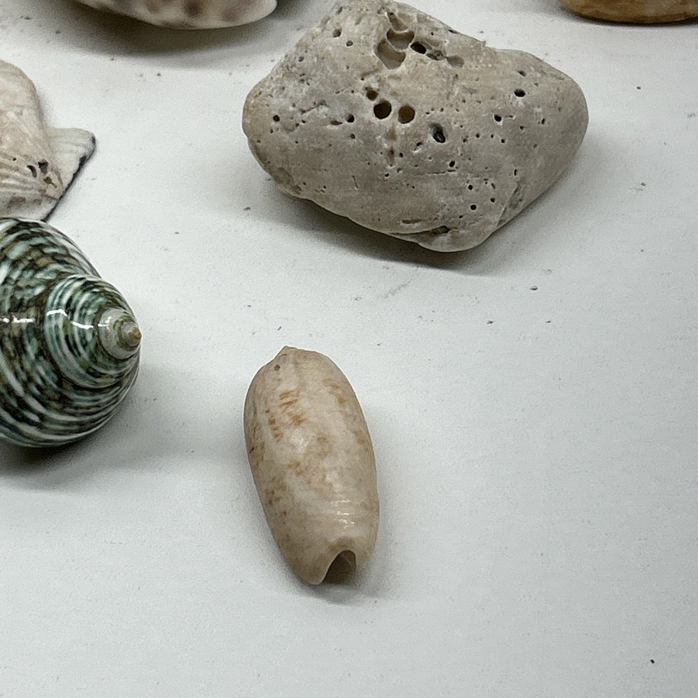 Mixed Seashell Collection Lot Conch Scallop Assorted Coastal‎ Decor - Picture 7 of 16